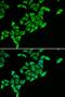 Dihydrolipoamide S-Acetyltransferase antibody, orb247343, Biorbyt, Immunofluorescence image 