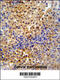 Pre-MRNA Processing Factor 38A antibody, 64-191, ProSci, Immunohistochemistry paraffin image 