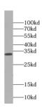 Annexin A4 antibody, FNab00435, FineTest, Western Blot image 