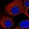 ARV1 Homolog, Fatty Acid Homeostasis Modulator antibody, HPA035709, Atlas Antibodies, Immunofluorescence image 
