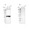 Signal Sequence Receptor Subunit 1 antibody, NBP1-86912, Novus Biologicals, Western Blot image 