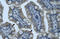 Zinc Finger Protein 461 antibody, orb324635, Biorbyt, Immunohistochemistry paraffin image 