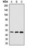 Ras association domain-containing protein 5 antibody, LS-C668891, Lifespan Biosciences, Western Blot image 