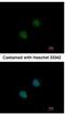 Protein Dom3Z antibody, NBP1-33509, Novus Biologicals, Immunofluorescence image 