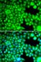 Fatty Acid Binding Protein 3 antibody, orb167226, Biorbyt, Immunofluorescence image 