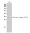 Olfactory Receptor Family 2 Subfamily AG Member 2 antibody, A18762, Boster Biological Technology, Western Blot image 