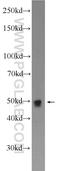 Cell Division Cycle 23 antibody, 10683-1-AP, Proteintech Group, Western Blot image 