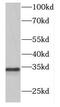 Deoxyribonuclease 2, Lysosomal antibody, FNab02477, FineTest, Western Blot image 