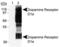 Dopamine Receptor D1 antibody, MA1-46024, Invitrogen Antibodies, Western Blot image 