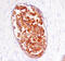 Serine Protease 8 antibody, AF4599, R&D Systems, Immunohistochemistry paraffin image 