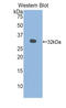 Myosin Light Chain Kinase 3 antibody, LS-C295520, Lifespan Biosciences, Western Blot image 