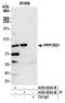 Protein Phosphatase 1 Regulatory Subunit 21 antibody, A305-824A-M, Bethyl Labs, Immunoprecipitation image 