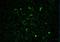 Rac Family Small GTPase 1 antibody, NB100-91266, Novus Biologicals, Immunocytochemistry image 