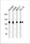 DNA Topoisomerase I antibody, TA328117, Origene, Western Blot image 
