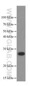 Proteasome Subunit Beta 10 antibody, 66403-1-Ig, Proteintech Group, Western Blot image 