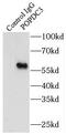 Popeye Domain Containing 3 antibody, FNab06643, FineTest, Immunoprecipitation image 
