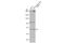 Ubiquitin Associated And SH3 Domain Containing B antibody, NBP1-32592, Novus Biologicals, Western Blot image 