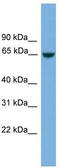 Minichromosome Maintenance Domain Containing 2 antibody, TA337781, Origene, Western Blot image 