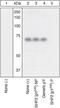 Protein Tyrosine Phosphatase Non-Receptor Type 11 antibody, 44-554G, Invitrogen Antibodies, Western Blot image 