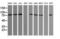 SEC14 And Spectrin Domain Containing 1 antibody, LS-C174384, Lifespan Biosciences, Western Blot image 