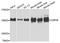 USP21 antibody, orb373892, Biorbyt, Western Blot image 