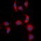NFKB Inhibitor Epsilon antibody, orb338909, Biorbyt, Immunofluorescence image 