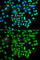 cAMP-dependent protein kinase catalytic subunit gamma antibody, A7715, ABclonal Technology, Immunofluorescence image 