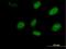 Rhox Homeobox Family Member 2 antibody, H00084528-B02P, Novus Biologicals, Immunofluorescence image 