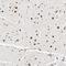 Nuclear Factor I B antibody, HPA003956, Atlas Antibodies, Immunohistochemistry frozen image 