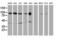 Cadherin 2 antibody, LS-C173526, Lifespan Biosciences, Western Blot image 