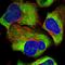 Ribosomal Protein L34 antibody, HPA035139, Atlas Antibodies, Immunofluorescence image 