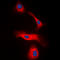 Lymphotoxin Beta antibody, LS-C356159, Lifespan Biosciences, Immunofluorescence image 