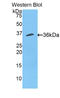 CutC Copper Transporter antibody, LS-C293580, Lifespan Biosciences, Western Blot image 