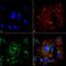 Nxf antibody, MA5-27592, Invitrogen Antibodies, Immunofluorescence image 