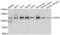 Coatomer Protein Complex Subunit Beta 1 antibody, PA5-77106, Invitrogen Antibodies, Western Blot image 