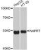 Nicotinate Phosphoribosyltransferase antibody, A10553, Boster Biological Technology, Western Blot image 
