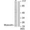 Musculin antibody, PA5-49769, Invitrogen Antibodies, Western Blot image 