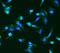 Angiopoietin 2 antibody, A00370-2, Boster Biological Technology, Immunocytochemistry image 