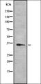 Olfactory Receptor Family 2 Subfamily B Member 6 antibody, orb336430, Biorbyt, Western Blot image 