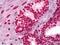 Histone H3 antibody, NB100-747, Novus Biologicals, Immunohistochemistry frozen image 