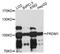 PR domain zinc finger protein 1 antibody, LS-C746806, Lifespan Biosciences, Western Blot image 