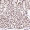 Zinc Finger Protein 224 antibody, HPA054045, Atlas Antibodies, Immunohistochemistry frozen image 