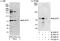 RecQ Mediated Genome Instability 1 antibody, A300-631A, Bethyl Labs, Immunoprecipitation image 