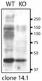 SUR2A antibody, 75-296, Antibodies Incorporated, Western Blot image 