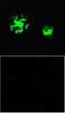 Amyloid Beta Precursor Protein antibody, NBP1-44070, Novus Biologicals, Immunofluorescence image 