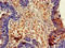 Dihydropyrimidinase Like 4 antibody, orb48148, Biorbyt, Immunohistochemistry paraffin image 