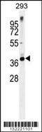 Syntaxin 16 antibody, 56-261, ProSci, Western Blot image 
