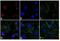 Rabbit IgG antibody, A-21429, Invitrogen Antibodies, Immunofluorescence image 