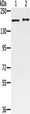 Structural maintenance of chromosomes protein 4 antibody, TA351727, Origene, Western Blot image 