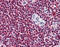 Chaperonin Containing TCP1 Subunit 2 antibody, 51-830, ProSci, Immunohistochemistry frozen image 